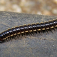 Illustration for article titled Two millipede species have set up a 150 mile long insect demilitarized zone